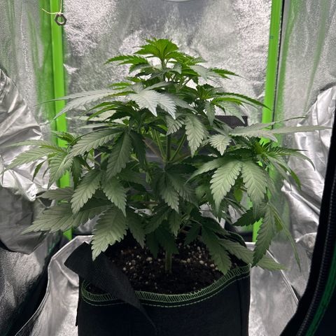 Sadie #1 growlog timeline photo