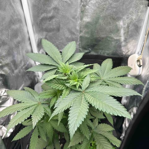 Jacky #2 growlog timeline photo