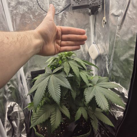 Jacky #2 growlog timeline photo