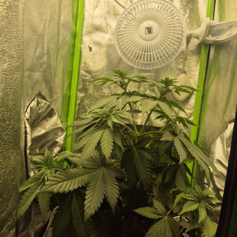 Sadie #1 growlog timeline photo