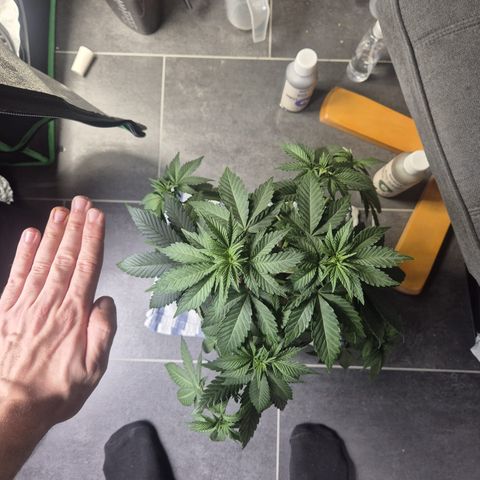Sadie #1 growlog timeline photo