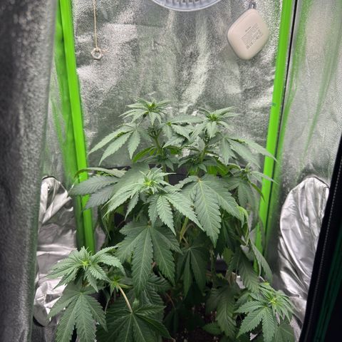 Sadie #1 growlog timeline photo