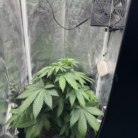 Jacky #2 growlog timeline photo