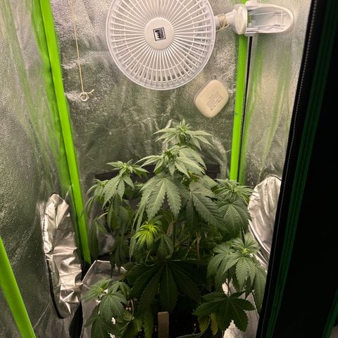 Sadie #1 growlog photo: Lässt extrem die Blätter hängen. Hätte vermutlich gestern schon gegossen werden müssen und hat zu wenig Wasser bekommen