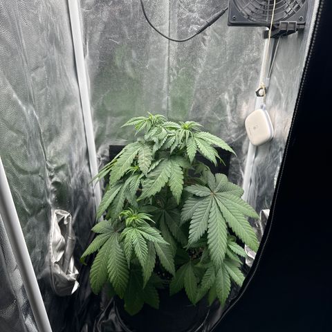 Jacky #2 growlog photo: Auch hier zu wenig Wasser und nun gegossen