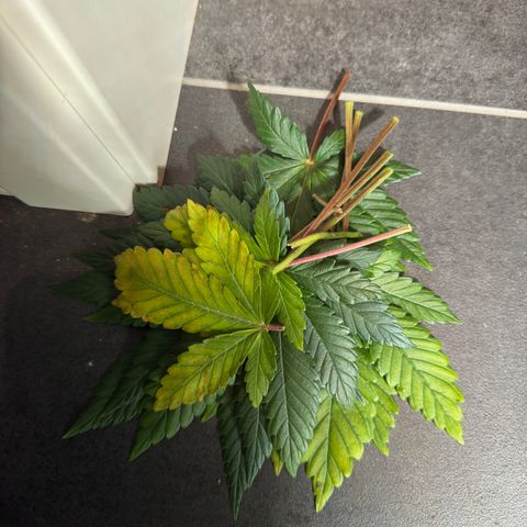 Sadie #1 growlog timeline photo