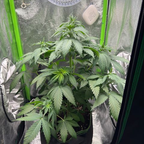 Sadie #1 growlog timeline photo