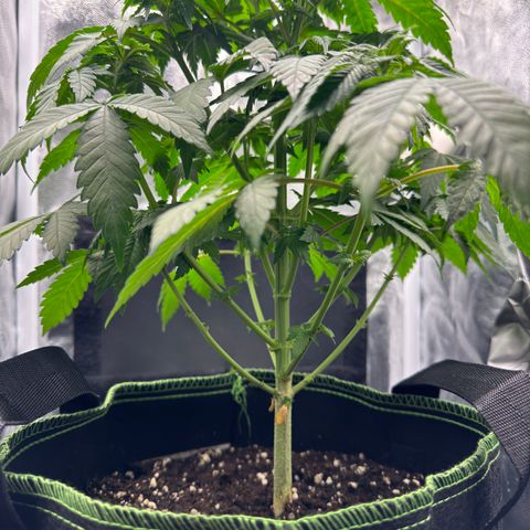 Jacky #2 growlog timeline photo
