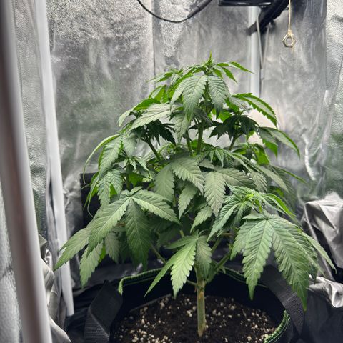 Jacky #2 growlog timeline photo