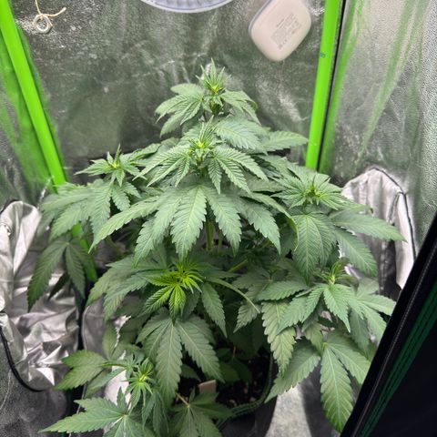 Sadie #1 growlog timeline photo