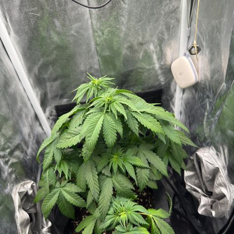 Jacky #2 growlog timeline photo
