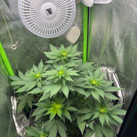 Sadie #1 growlog timeline photo