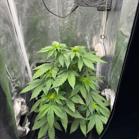 Jacky #2 growlog timeline photo