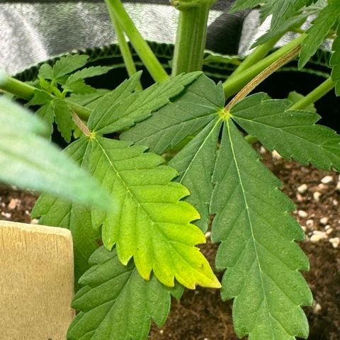 Jacky #2 growlog timeline photo