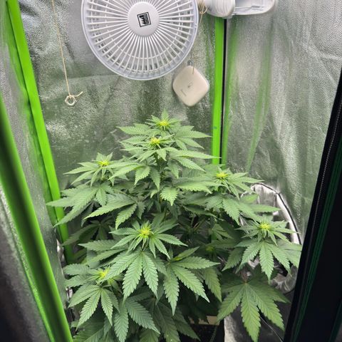 Sadie #1 growlog timeline photo