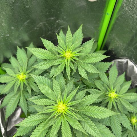 Sadie #1 growlog timeline photo