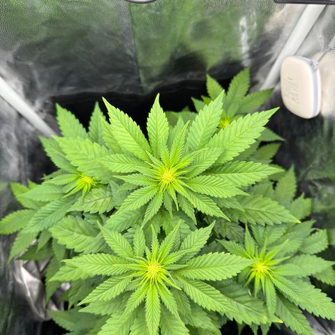 Jacky #2 growlog timeline photo