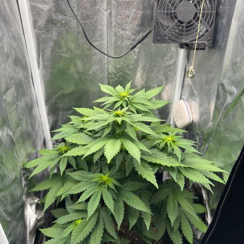 Jacky #2 growlog timeline photo