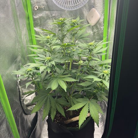 Sadie #1 growlog photo: Nach dem entlauben 