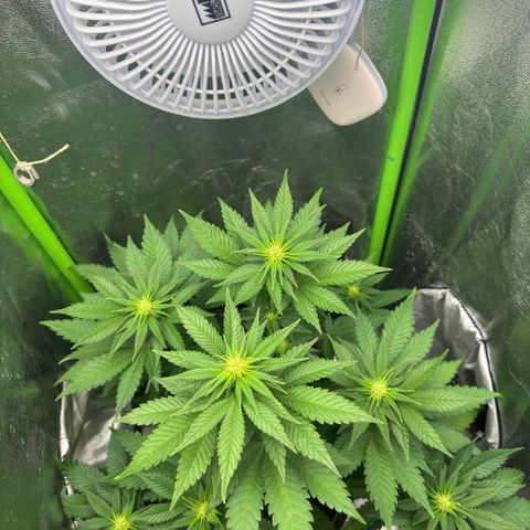 Sadie #1 growlog photo: Nach dem entlauben 