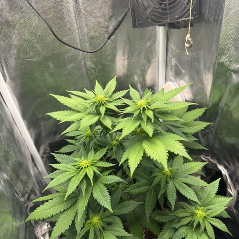 Jacky #2 growlog photo: Nach dem entlauben 