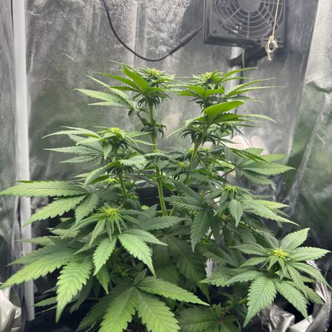Jacky #2 growlog photo: Nach dem entlauben 