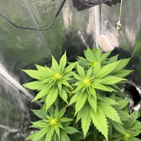 Jacky #2 growlog photo: Nach dem entlauben 