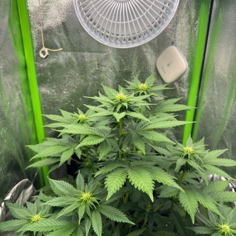 Sadie #1 growlog timeline photo