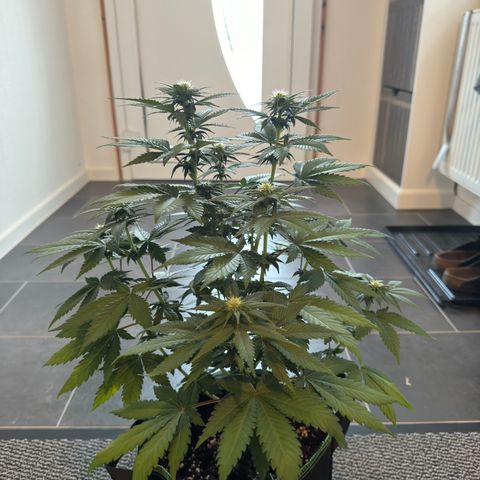 Sadie #1 growlog timeline photo