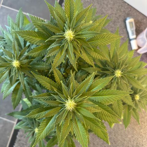 Sadie #1 growlog timeline photo