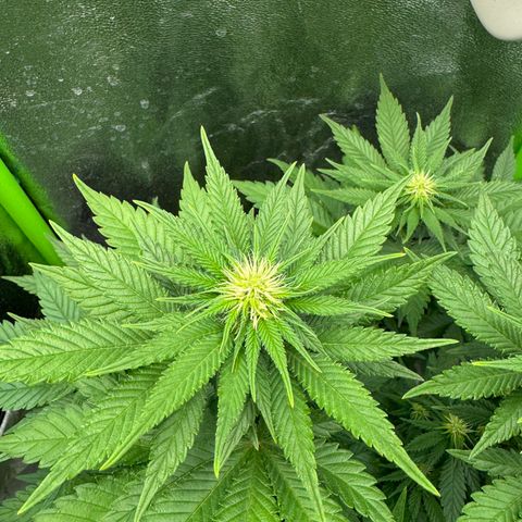 Sadie #1 growlog timeline photo