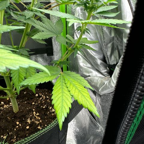 Sadie #1 growlog timeline photo