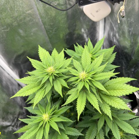 Jacky #2 growlog timeline photo