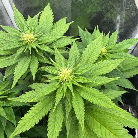Jacky #2 growlog timeline photo
