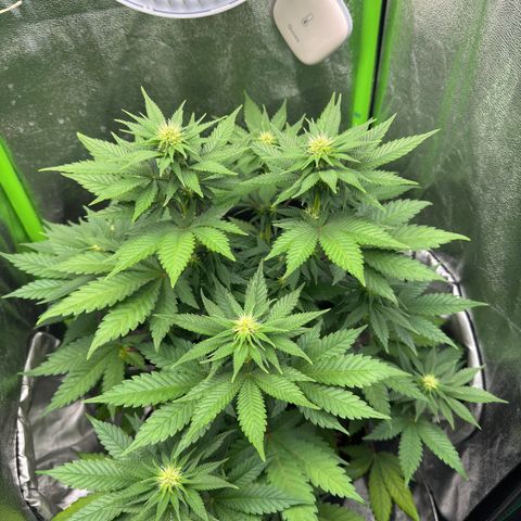 Sadie #1 growlog timeline photo