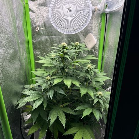 Sadie #1 growlog timeline photo