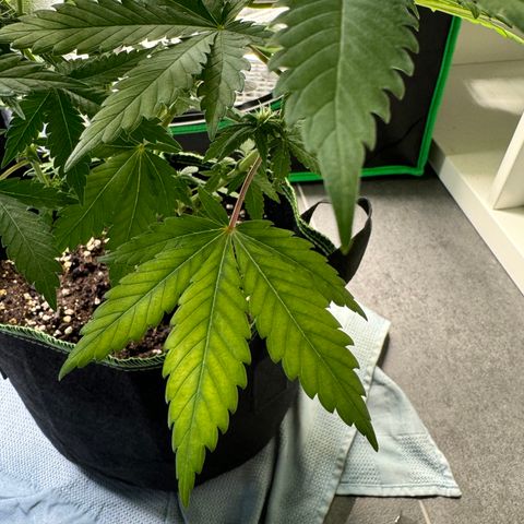 Sadie #1 growlog timeline photo