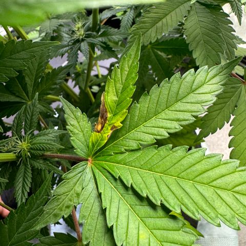 Sadie #1 growlog timeline photo