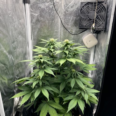 Jacky #2 growlog timeline photo