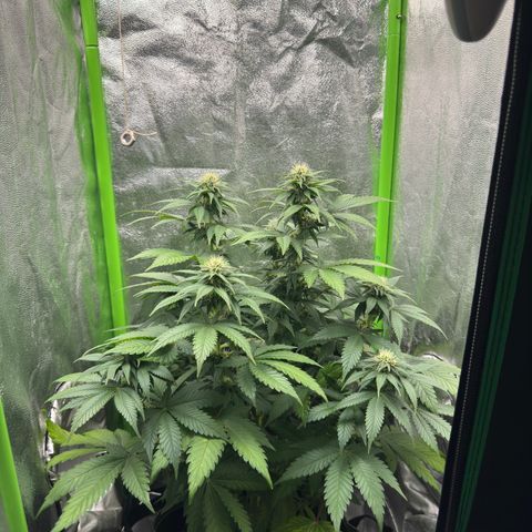 Sadie #1 growlog timeline photo