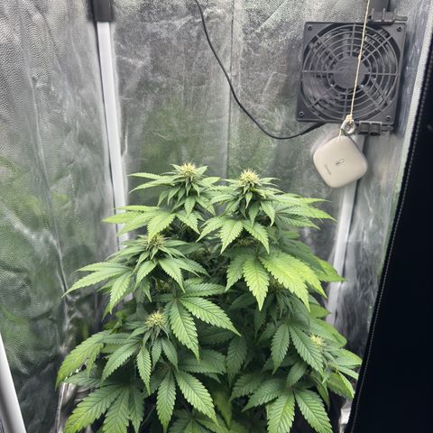 Jacky #2 growlog timeline photo