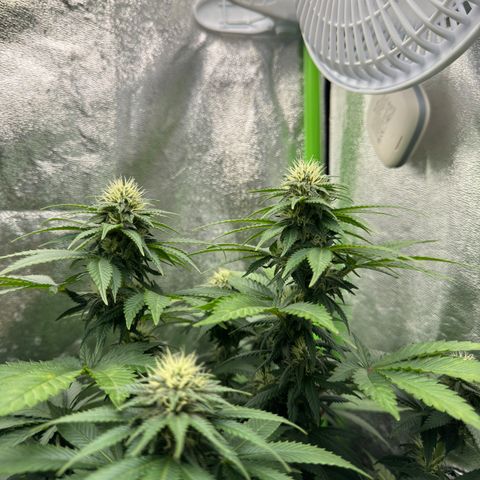 Sadie #1 growlog timeline photo