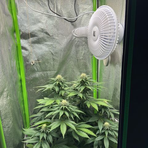 Sadie #1 growlog timeline photo