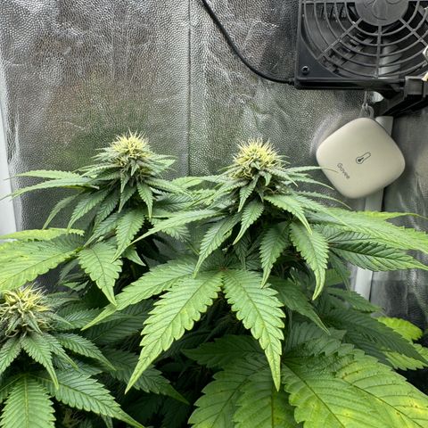 Jacky #2 growlog timeline photo