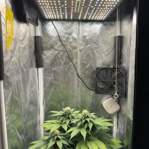 Jacky #2 growlog timeline photo