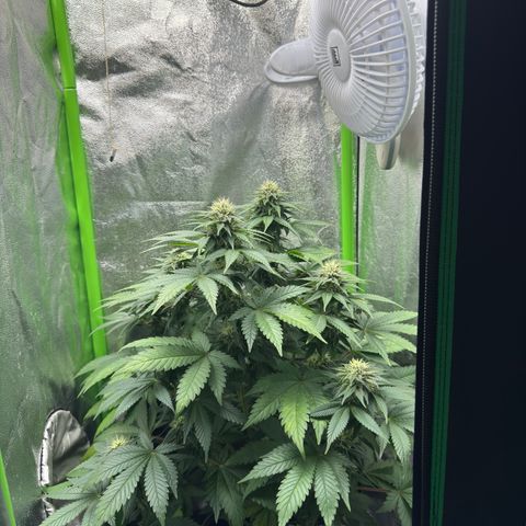 Sadie #1 growlog timeline photo