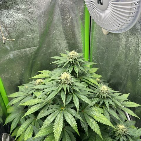Sadie #1 growlog timeline photo