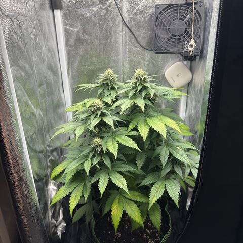 Jacky #2 growlog timeline photo