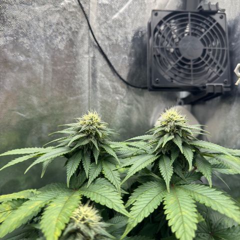 Jacky #2 growlog timeline photo