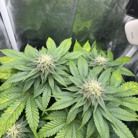 Jacky #2 growlog timeline photo